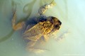 <br><br>Nom anglais : Common toad
<br>L'amplexus est la technique d’accouplement des anoures (amphibiens sans queue) où le mâle monté sur le dos de la femelle agrippe celle-ci sous les aisselles.
<br>Il n’y a bien évidemment pas pénétration. Au moment de la ponte, le mâle crapaud libère sa semence qui coule sur les œufs pour les féconder. L'action mécanique des pattes du mâle sur la femelle participe en outre à l'expulsion des œufs.
<br><br>Photo réalisée en France, dans l'Allier (Auvergne)
<br><br> Anoures
amphibiens
Crapaud commun
Bufo bufo
Common toad
Auvergne
Allier
amplexus
accouplement 
